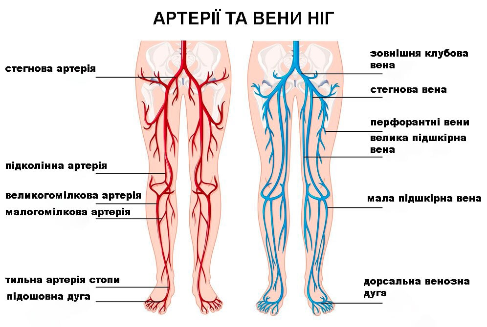 будова артерій та вен